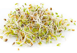 Alfalfa