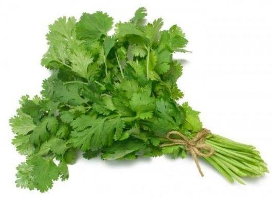 Culantro Corriente Rollo