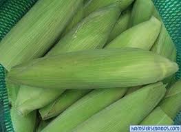 Elote