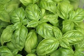 Albahaca
